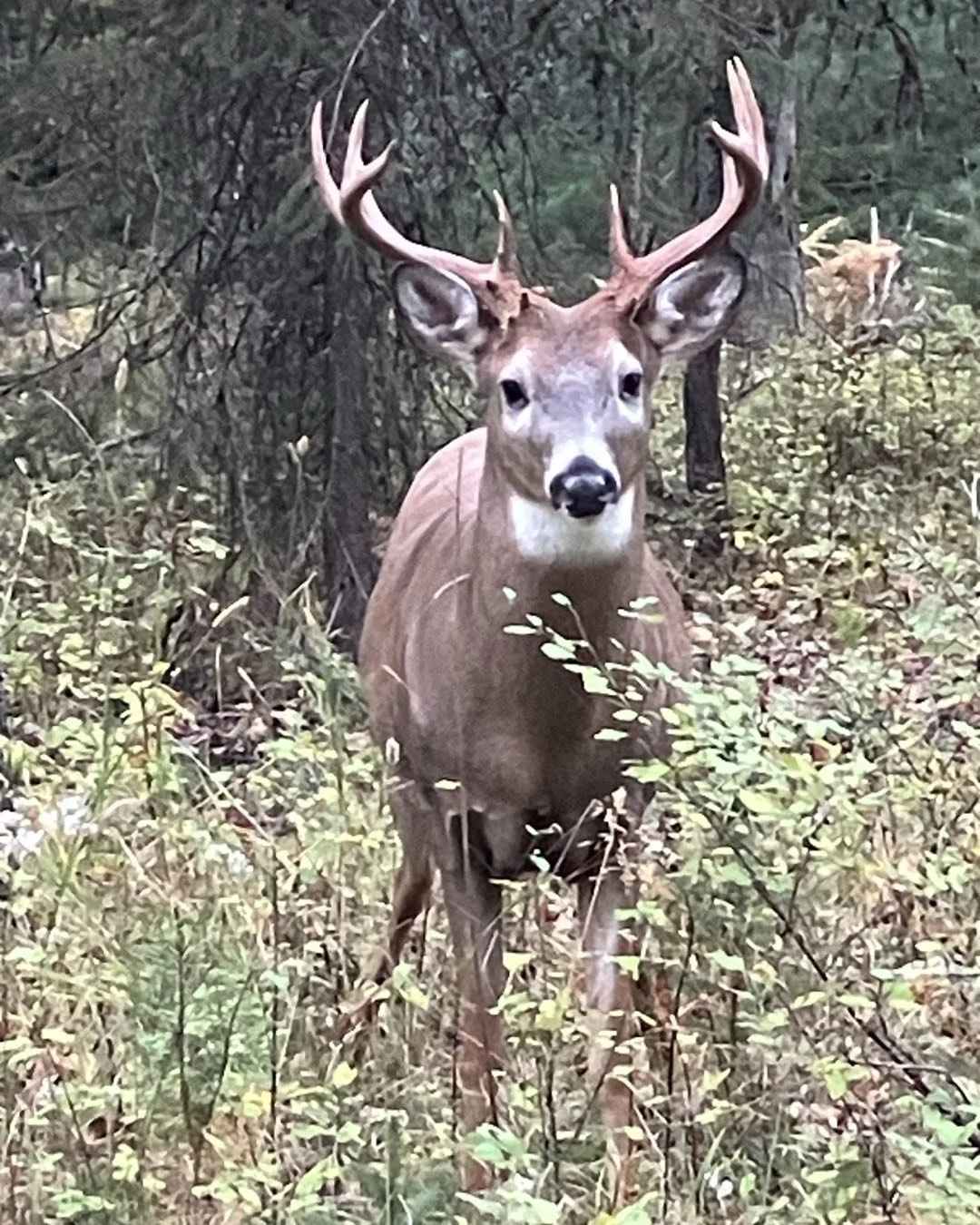 This time of year the bucks start coming out of the woodwork. Hey @schmidsam and @wiredtohunt how old do you think this buck is? Photo by Karen