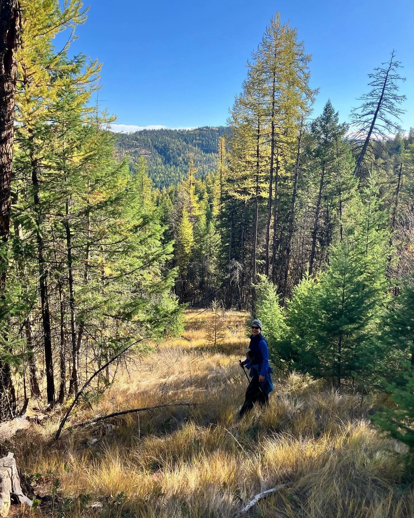 Chloroplast season in larch country. Last beautiful days of autumn.