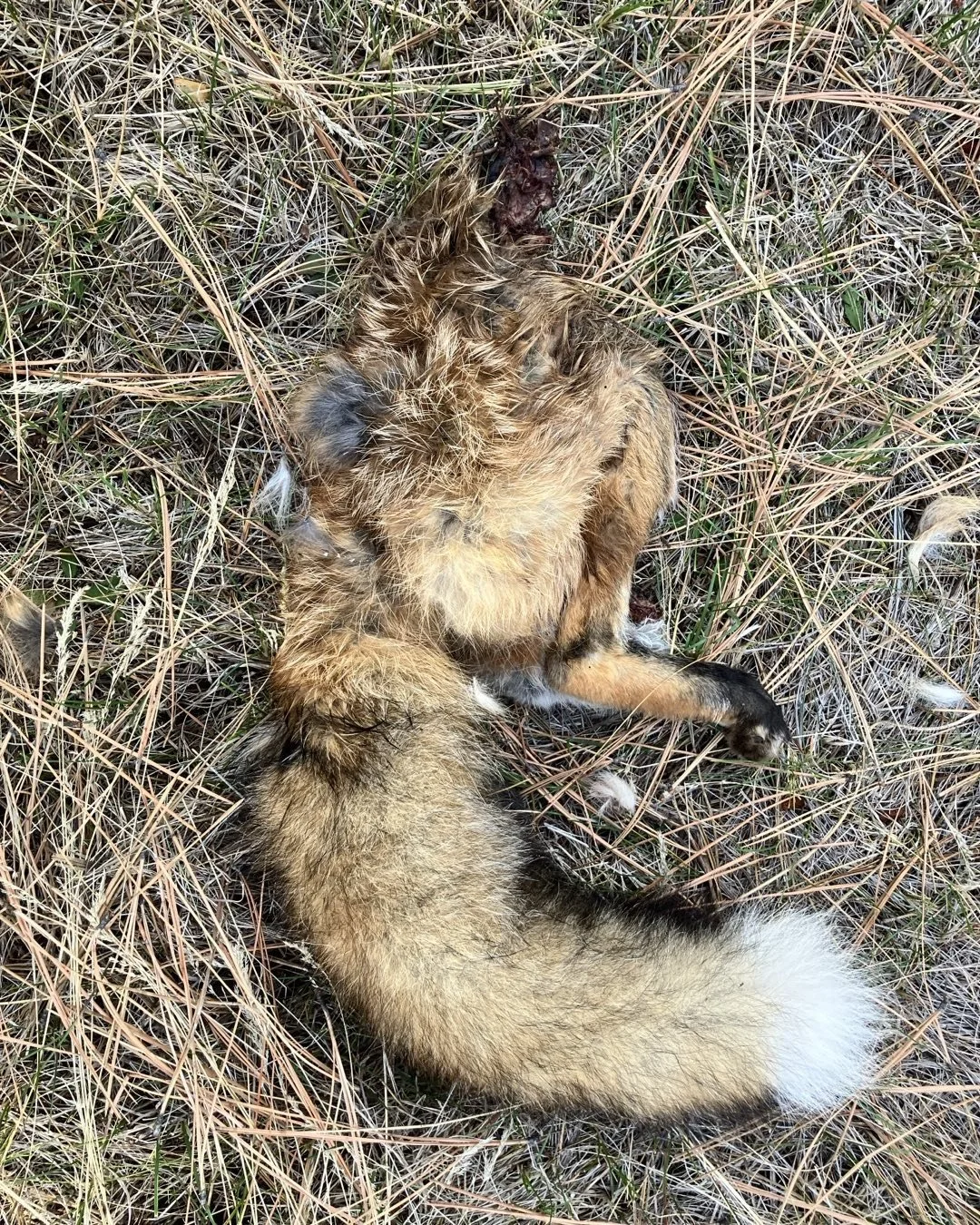 It&rsquo;s a dog-eat-dog world out there. I found half a fox near my deer stand this morning. Very fresh. I like foxes but the local coyotes do not.