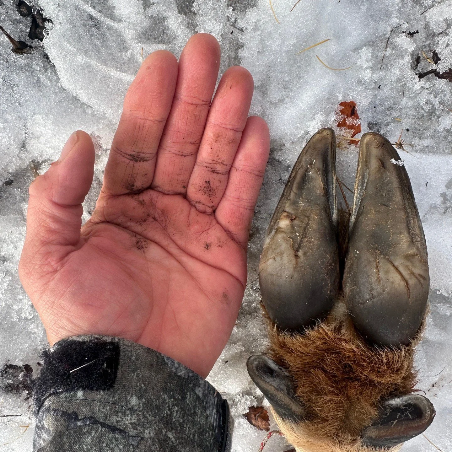 My old friend @sthompsonmt and I have packed meat off this one particular mountain for 32 years now. The mountain is getting steeper and our knees are not as hardy, but we still can get it done with smiles on our faces. Thanks amigo.