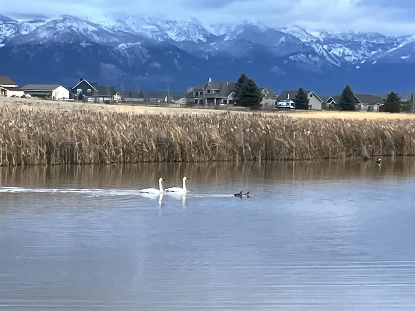 Swans and the Swan Mountains. Can anyone tell if they are tundra or trumpeter swans?