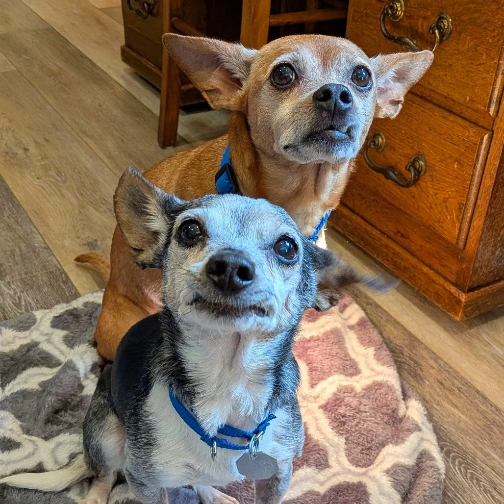 Our current fosters, Emma and Chloe. These two senior goofballs are a bonded pair and ready for their forever family!