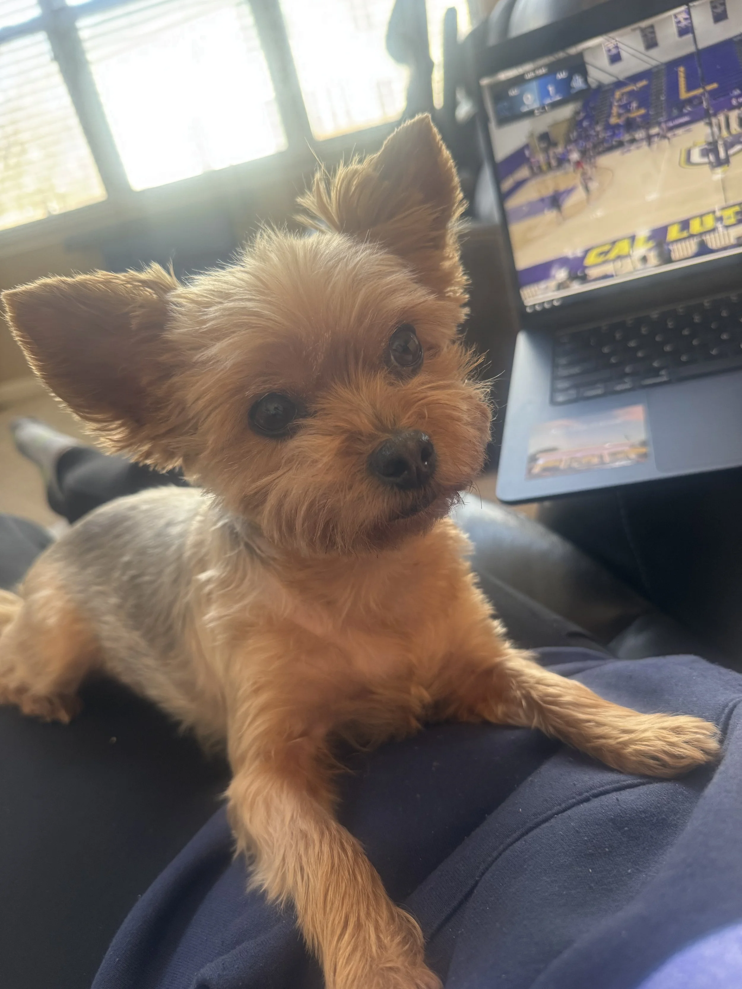Small dog with a toy sitting on a sofa