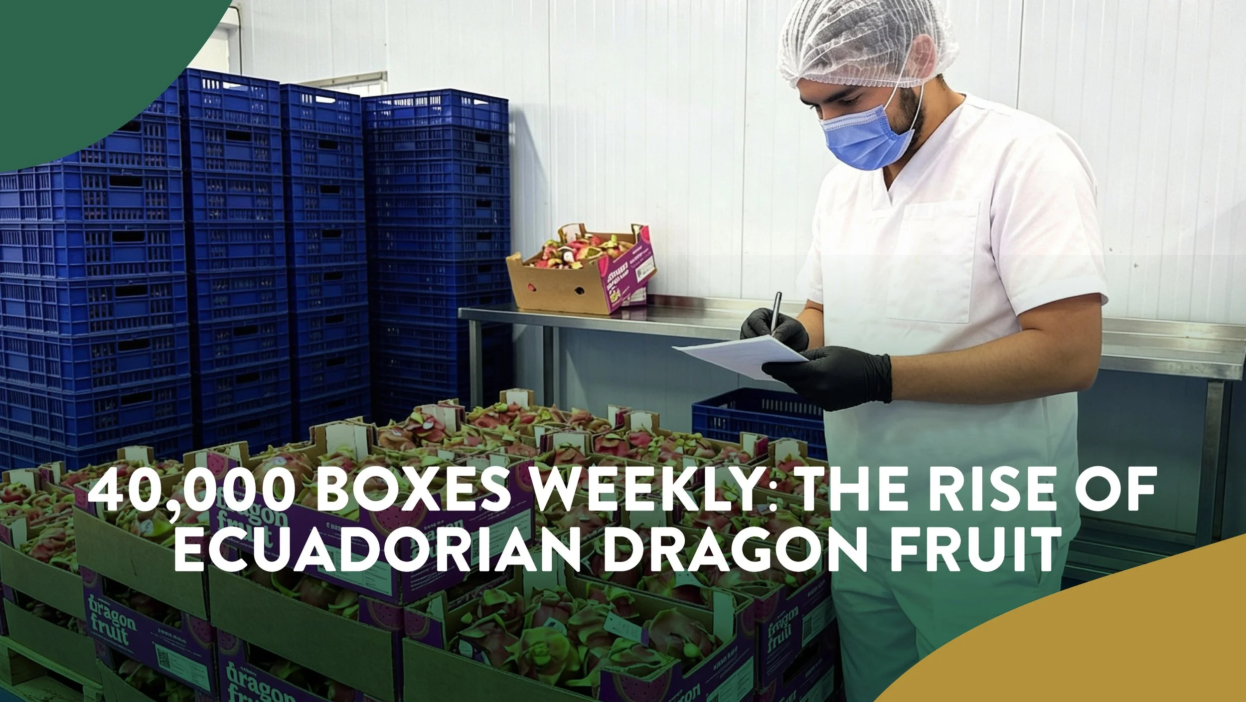 40,000 Boxes Weekly: The Rise of Ecuadorian Dragon Frui