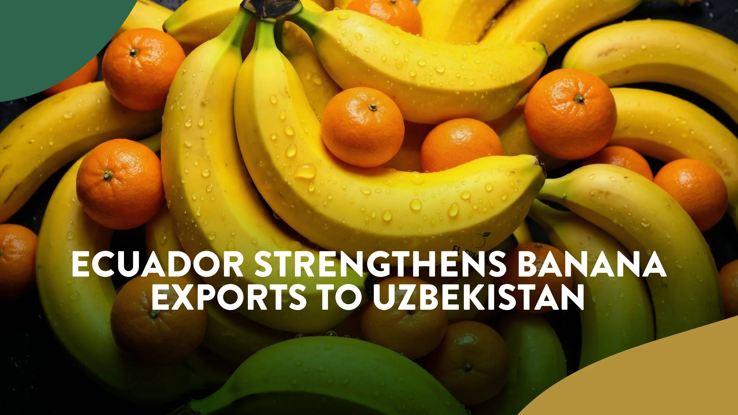 Ecuador Strengthens Banana Exports to Uzbekistan