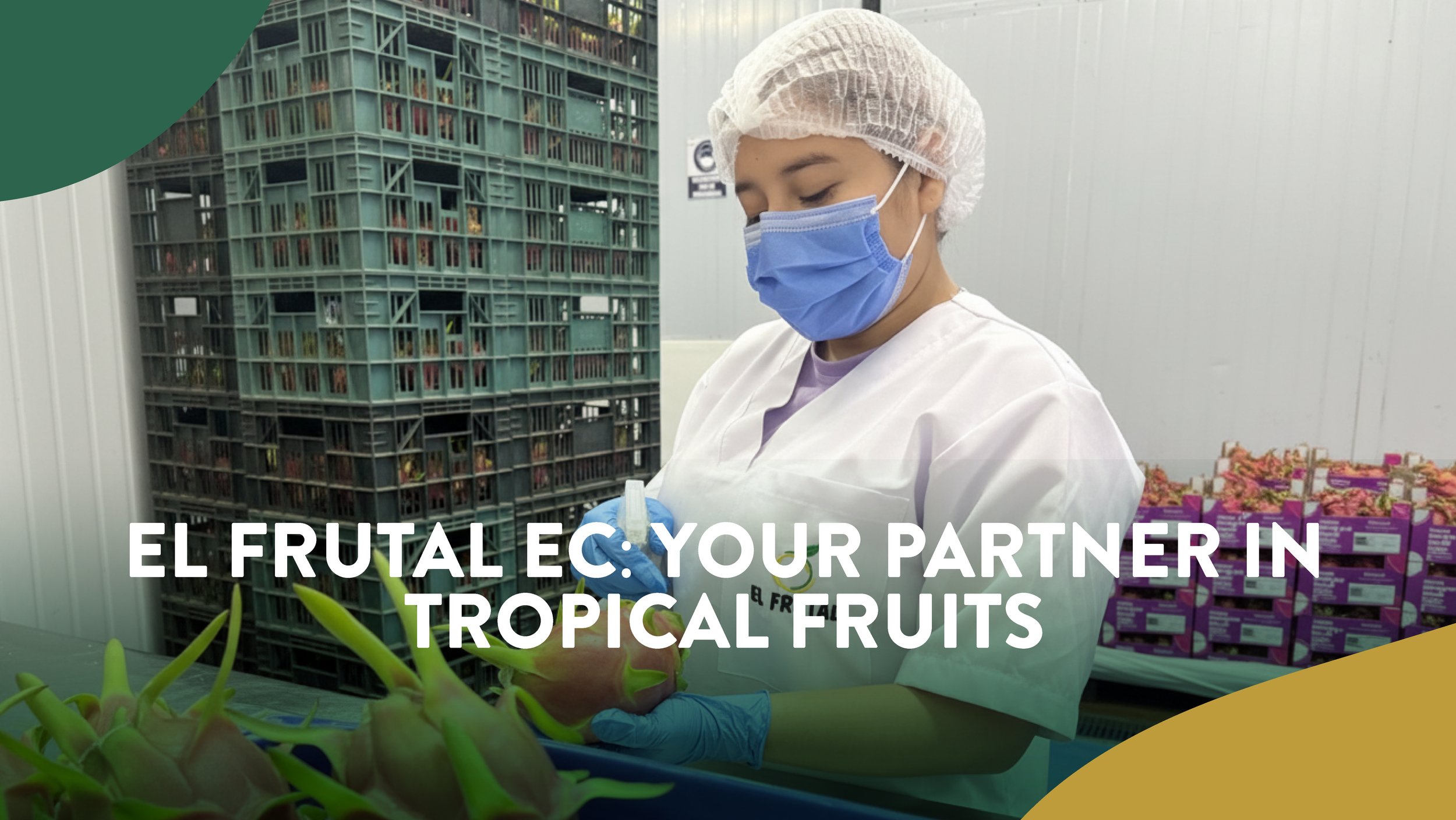 El Frutal EC: Your Partner in Tropical Fruits