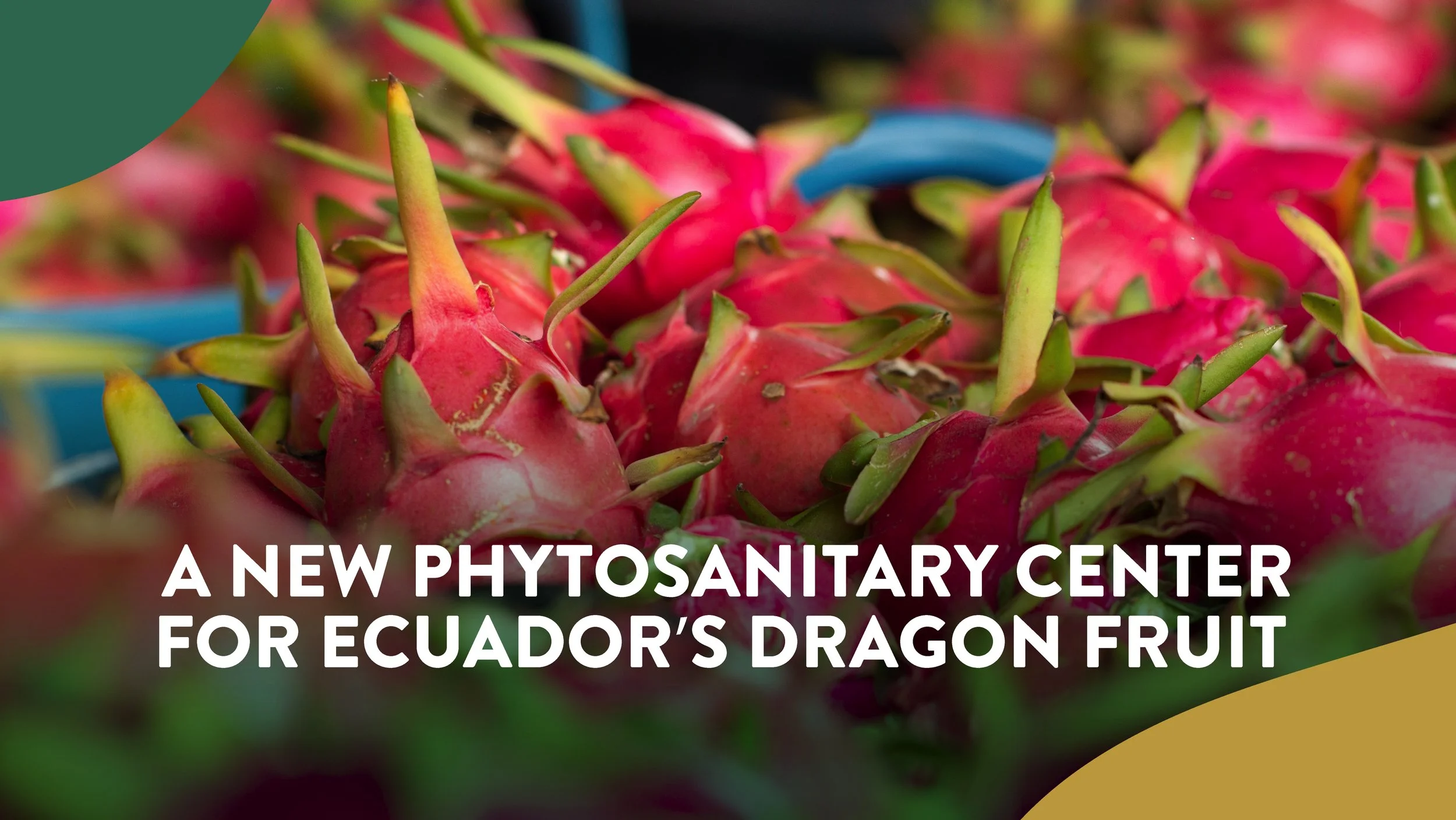 A New Phytosanitary Center for Ecuador’s Dragon Fruit 