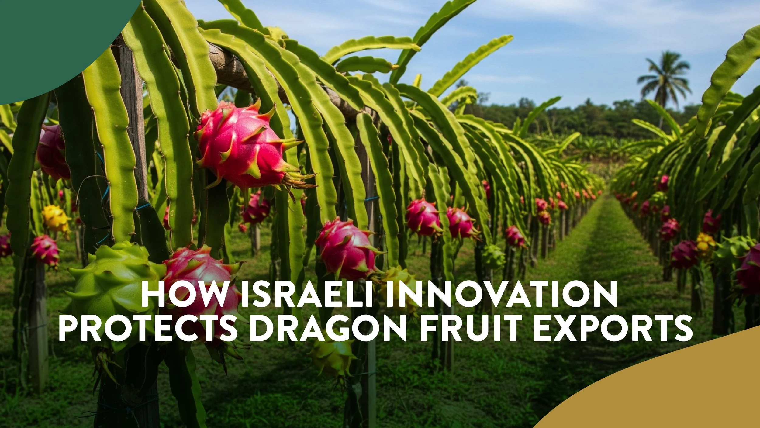 How Israeli Innovation Protects Dragon Fruit Exports