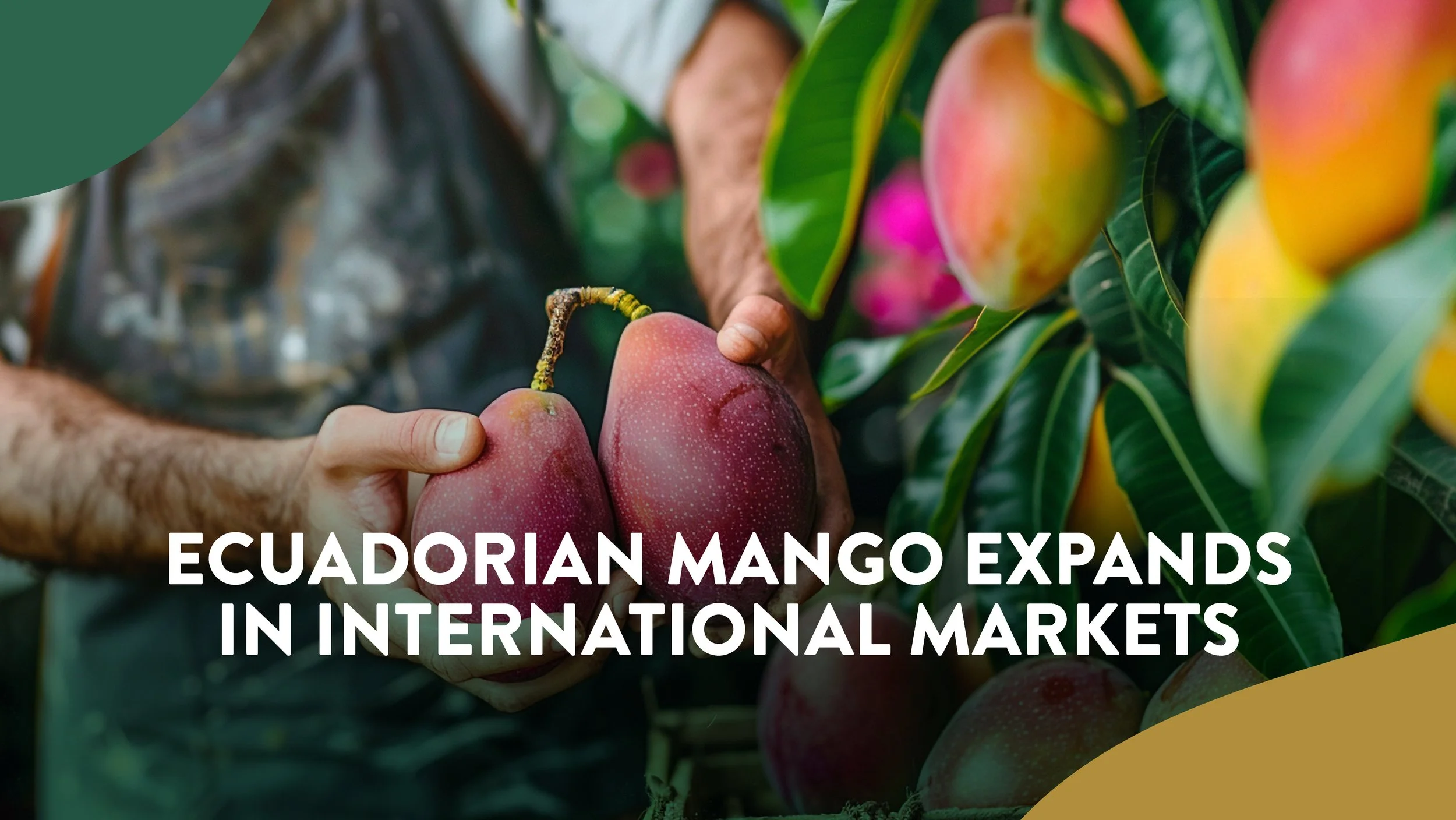 Ecuadorian Mango Expands in International Markets
