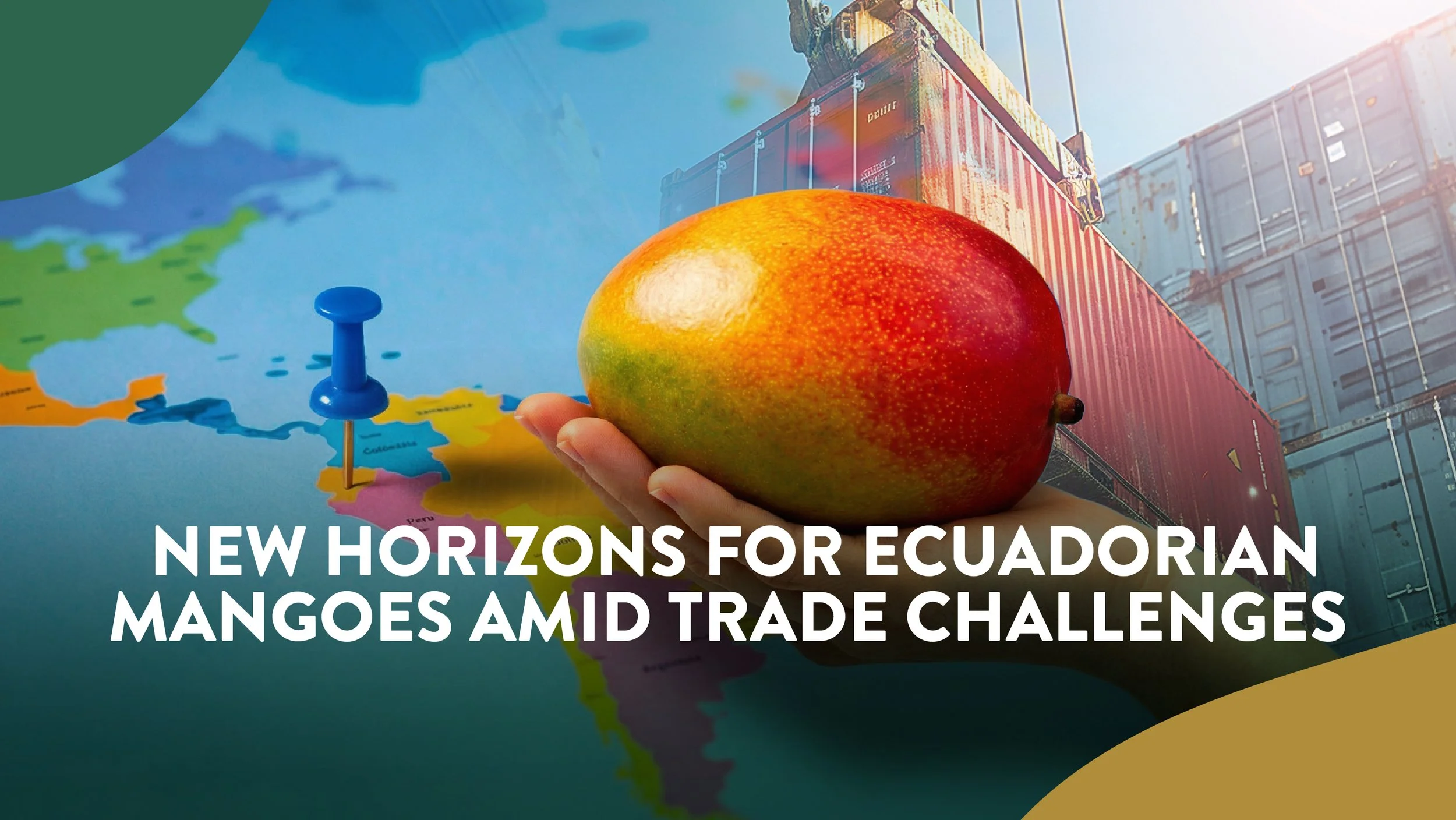 New Horizons for Ecuadorian Mangoes Amid Trade Challenges