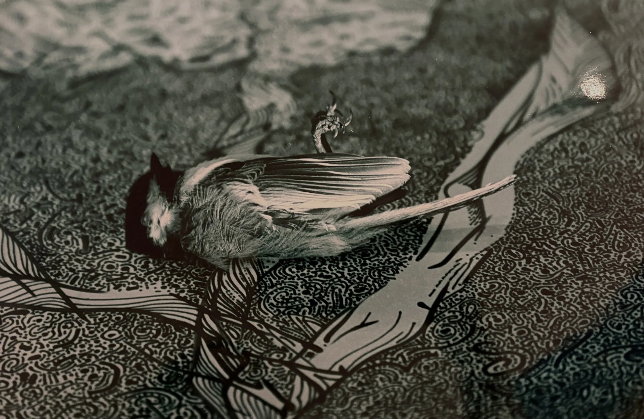 The Bird. Taken by Leon Hushcha, 1985