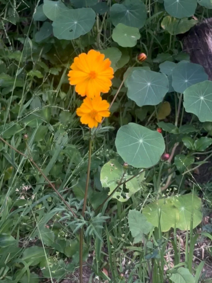 I&rsquo;ve been posting educational content far less than I used to on here... I&rsquo;d rather live and nourish right now and it feels so so good. More to come at some point soonish.

I had a one thing in mind for Febraury and honoring the full last