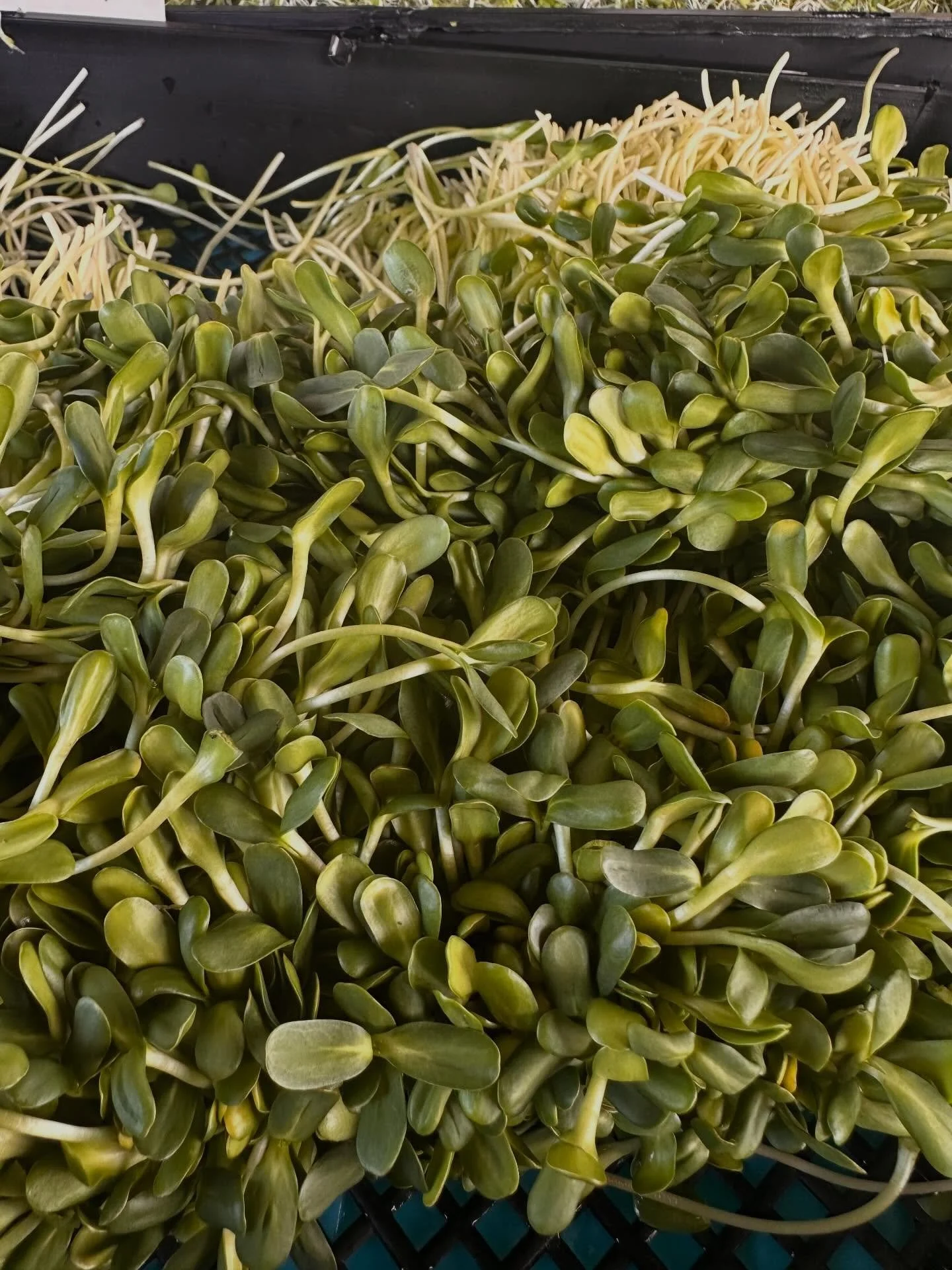 It&rsquo;s wildly amazing how nutritious sprouts are &mdash; sunflower sprouts, broccoli sprouts, alfalfa sprouts, radish sprouts &mdash;- so many types of sprouts are nutrient dense x10 !! 

Easily digestible. They add such a freshness to your meals