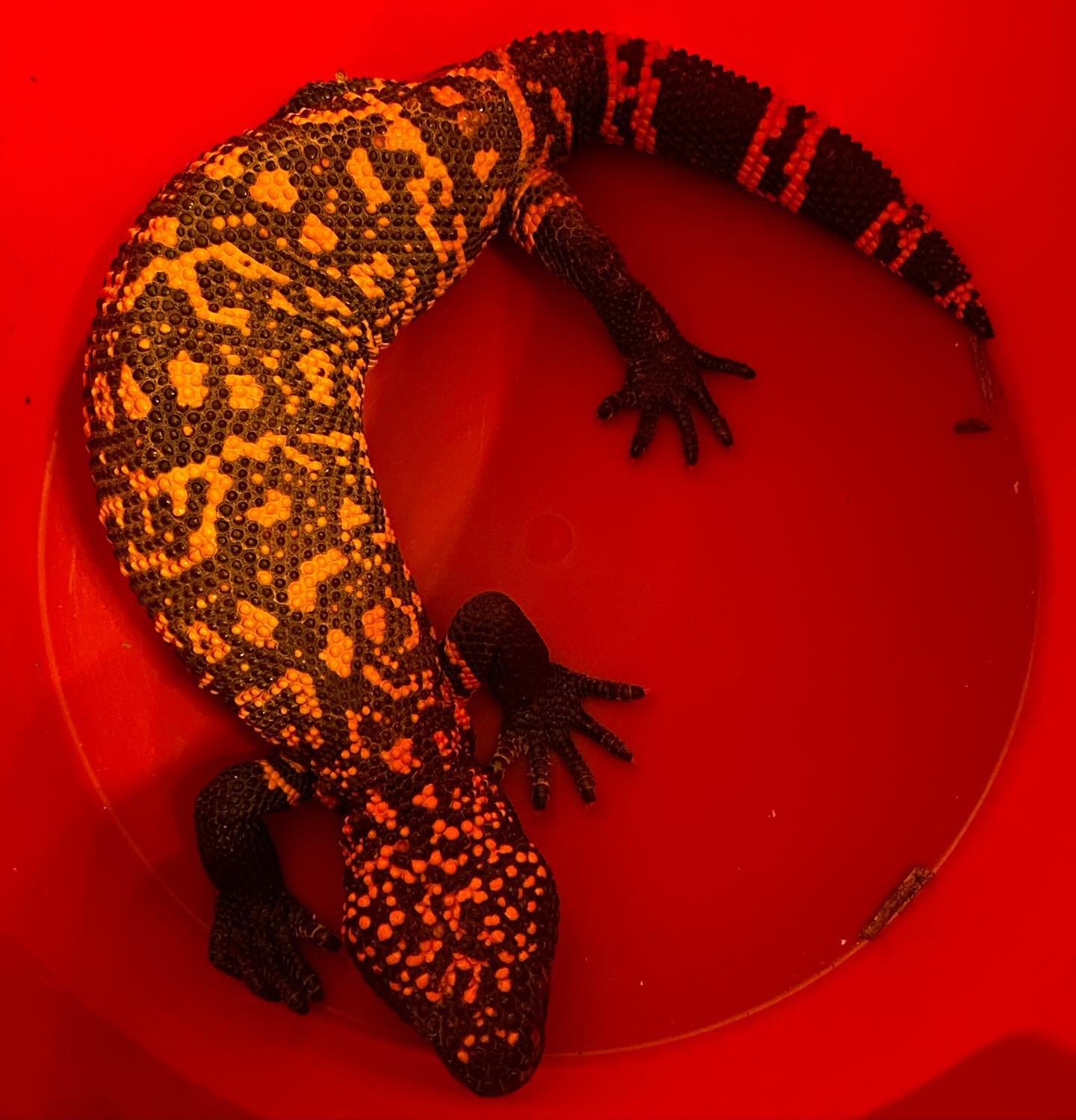 This Gila Monster can ruin your month.