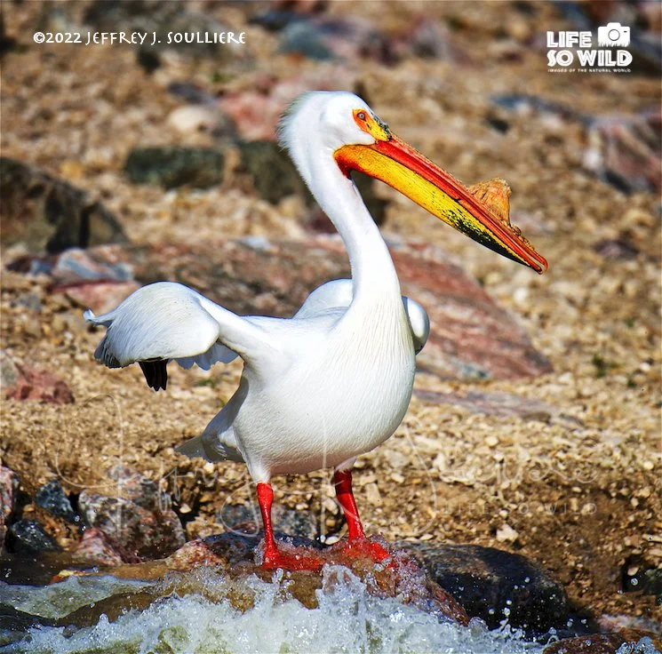 17. JS5_0805 BBSP ©2022 Jeffrey J. Soulliere LSWG .jpg