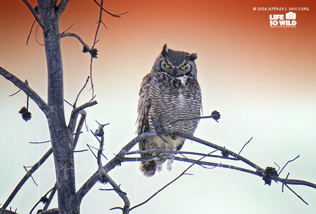 21. JS5_5149 GTNP ©2024 Jeffrey J. Soulliere LSWG.jpg