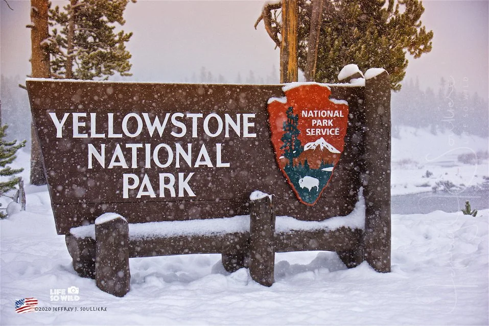 38. JS5_4669 YNP ©2020 Jeffrey J. Soulliere LSWI -imp.jpg