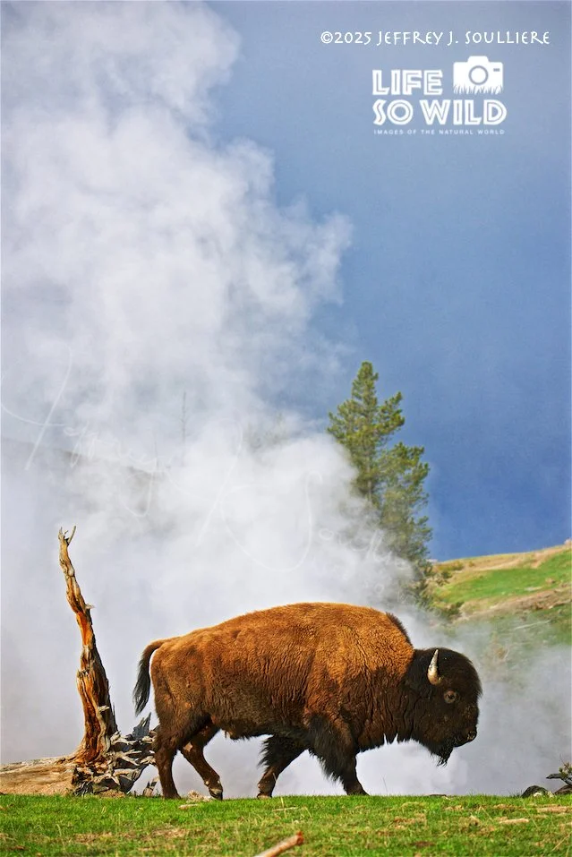 27. JS5_5971 YNP ©2025 Jeffrey J. Soulliere LSWG .jpg