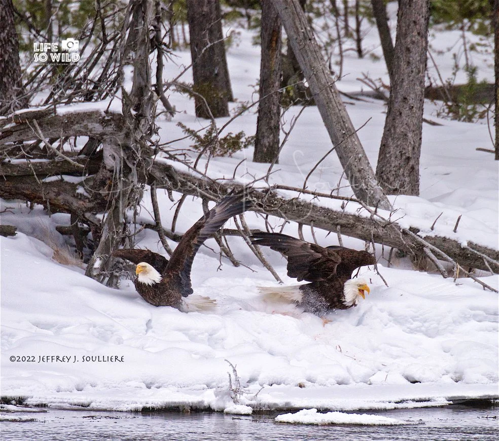 32. JS5_9668 YNP ©2022 Jeffrey J. Soulliere LSWG .jpg
