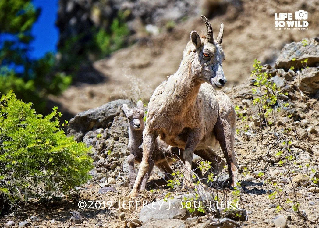 18. JS5_2944 YNP ©2019 Jeffrey J. Soulliere GNIKC LSWG.jpg