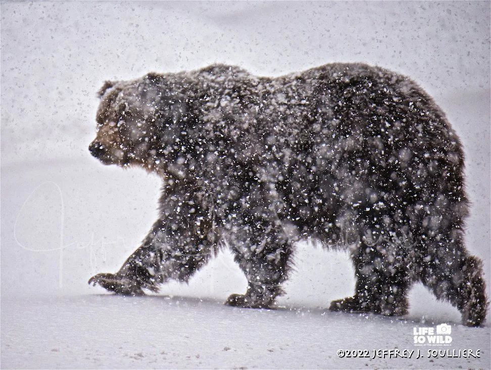 20. JS5_7456 JDRMP ©2020 Jeffrey J.Soulliere %22Walking Out of Winter%22 Cropped LCLE 1-25 LSWG .jpg