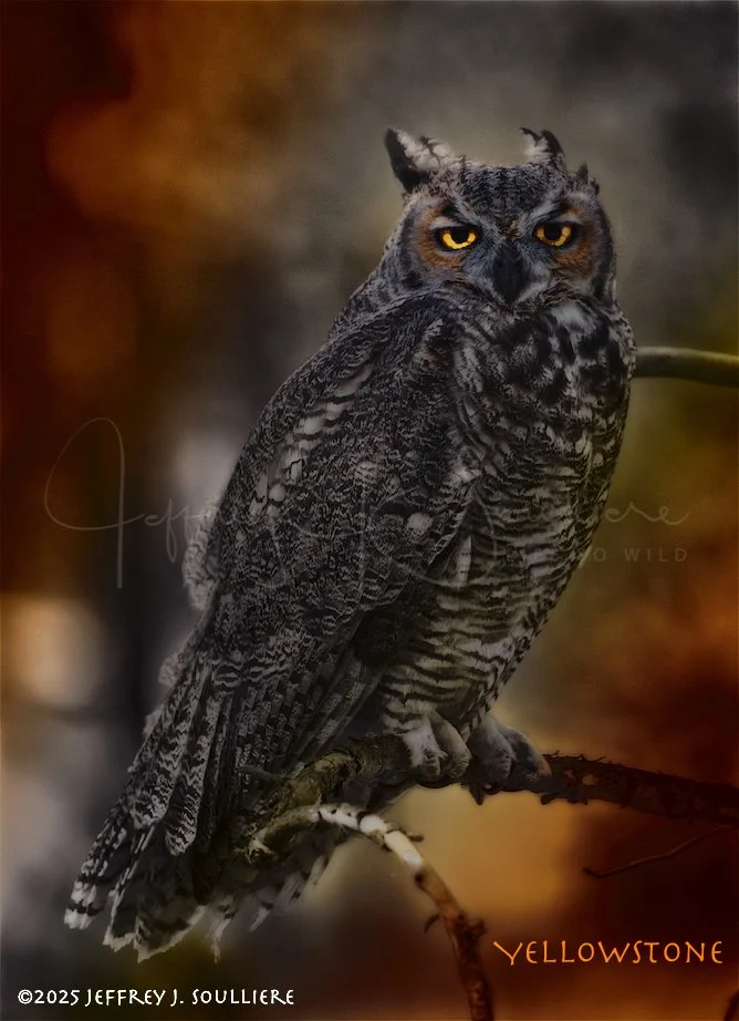 JS8_4273 YNP ©2025 Jeffrey J. Soulliere FA-V2 LCLE 1-13  TIC .jpg