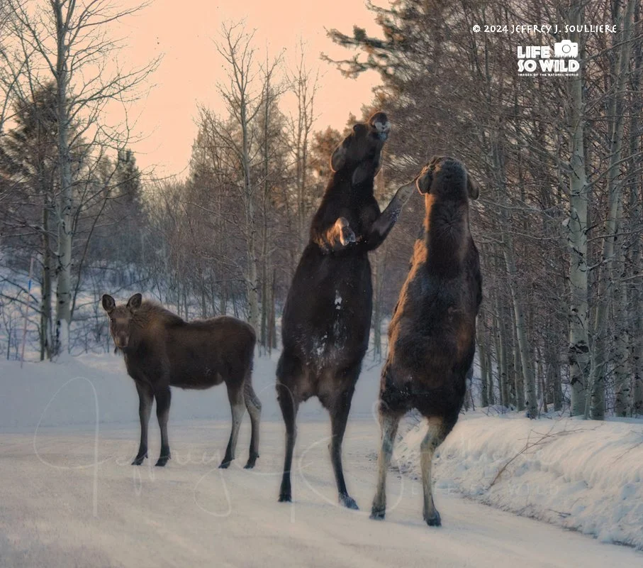 34. JS8_0553 UGV ©2024 Jeffrey J. Soulliere LSWG .jpg