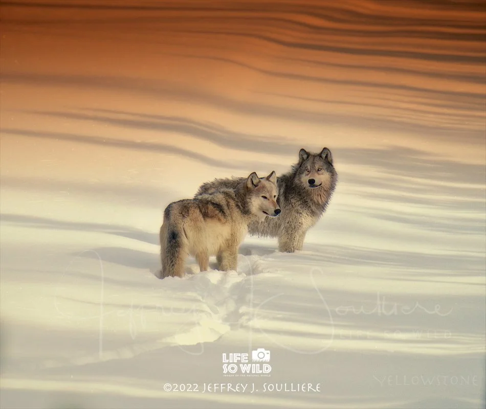 1. JS5_9320 YNP ©2022 Jeffrey J. Soulliere LSWG .jpg