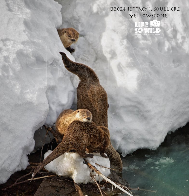 42. JS8_1692 JDR ©2024 Jeffrey J. Soulliere LSWG .jpg