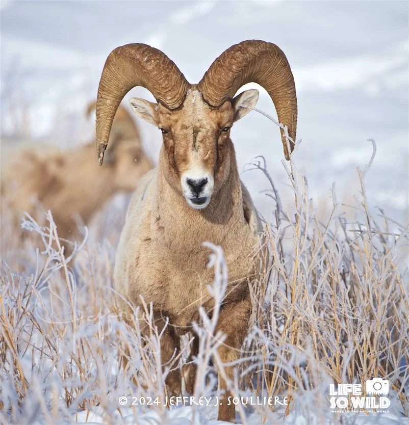 43. JS8_0625 NER ©2024 Jeffrey J. Soulliere LSWG .jpg