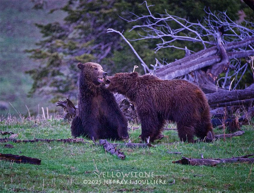JS8_1924 YNP ©2025 Jeffrey J. Soulliere TIC .jpg