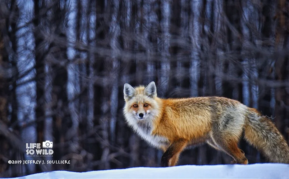 4. JS5_8122 YNP ©2019 Jeffrey J. Soulliere LSWG .jpg