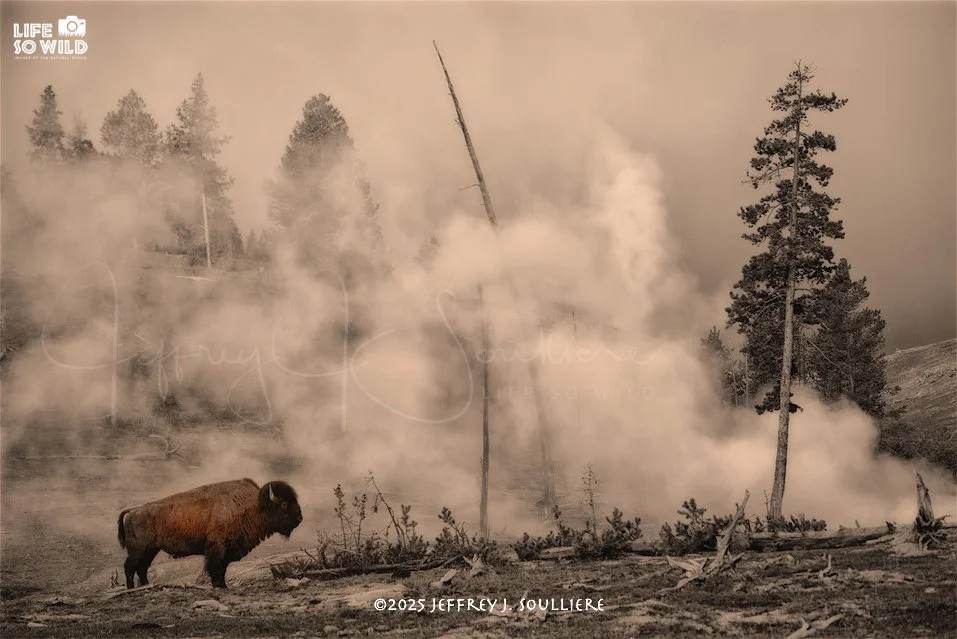 19. JS5_5961 YNP ©2025 Jeffrey J. Soulliere LSWG .jpg