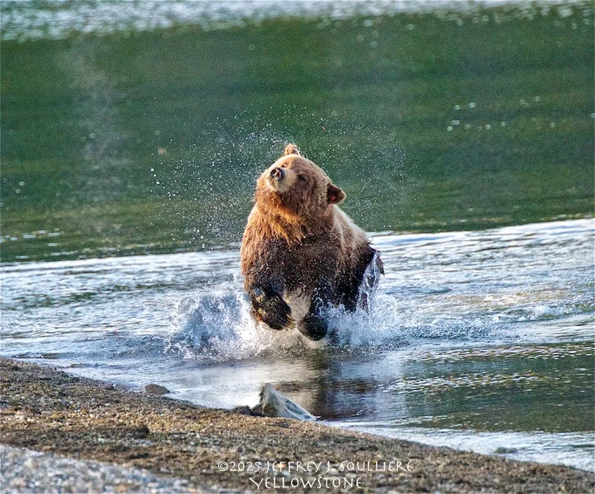 JS8_3501 YNP ©2025 Jeffrey J. Soulliere TIC .jpg