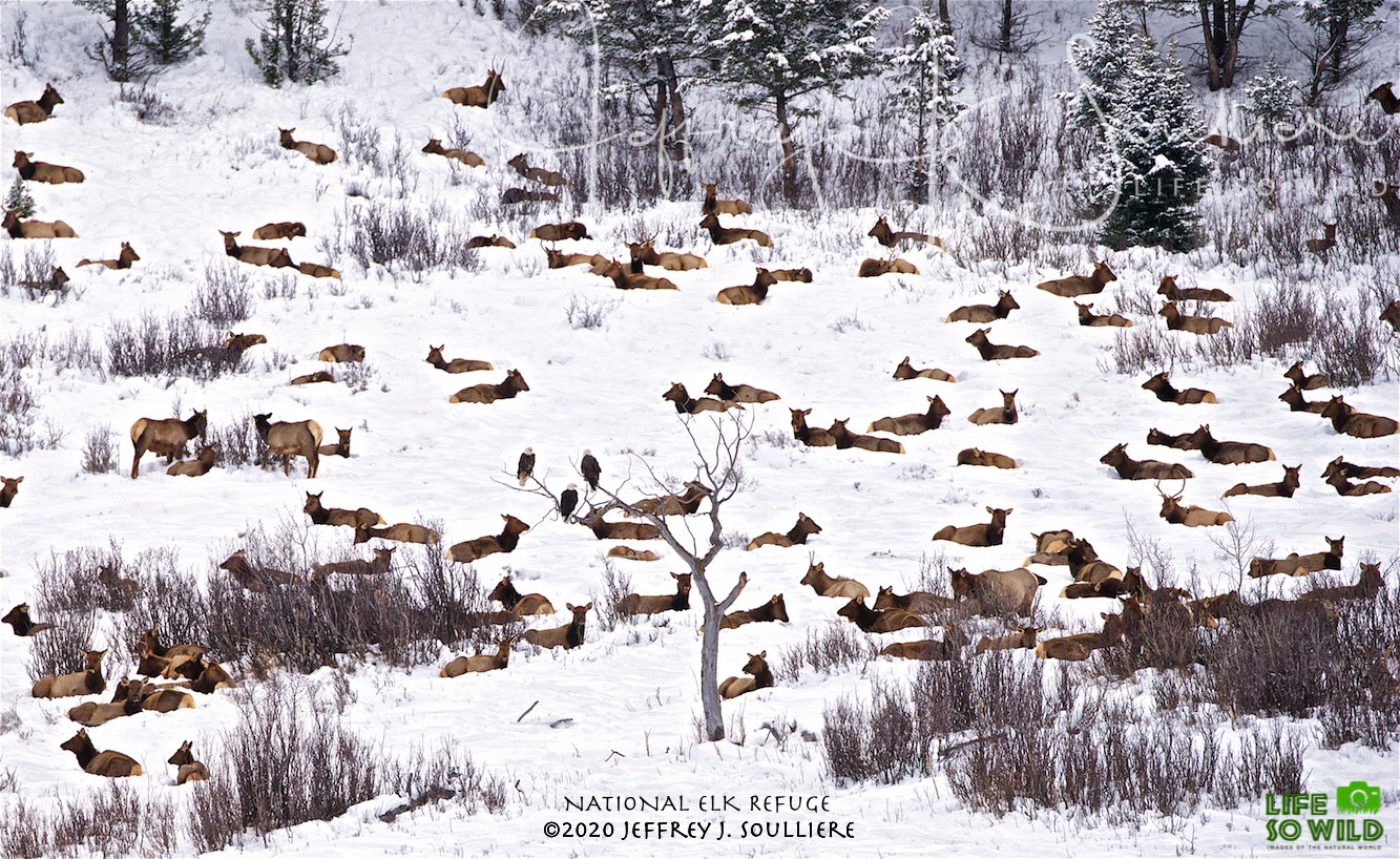 5. JS5_1413 NER ©2020 Jeffrey J. Soulliere LSWG .jpg