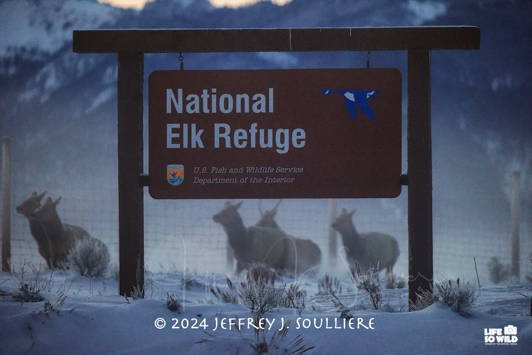 45. JS8_0529 NER ©2024 Jeffrey J. Soulliere LSWG .jpg