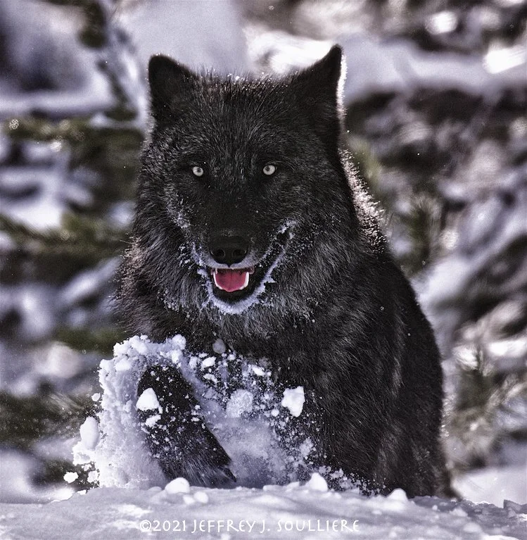 JS5_6701 GTNP ©2021 Jeffrey J. Soulliere V3-imp.jpg