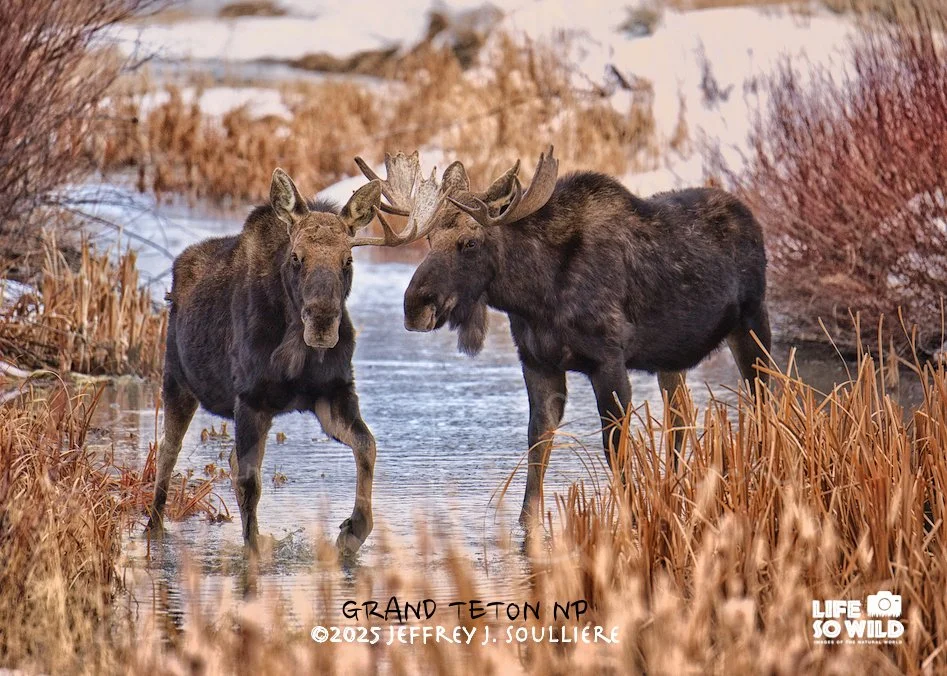 37. JS5_4650 GV ©2024 Jeffrey J. Soulliere LSWG .jpg