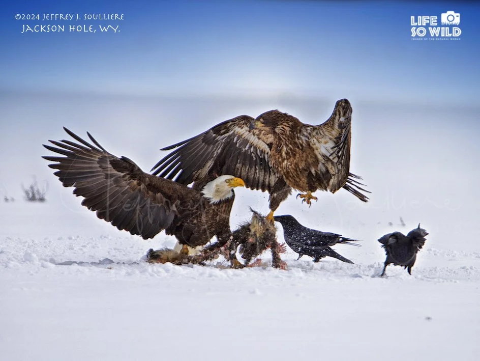 9. JS7_6614 JH ©2024 Jeffrey J. Soulliere LSWG .jpg