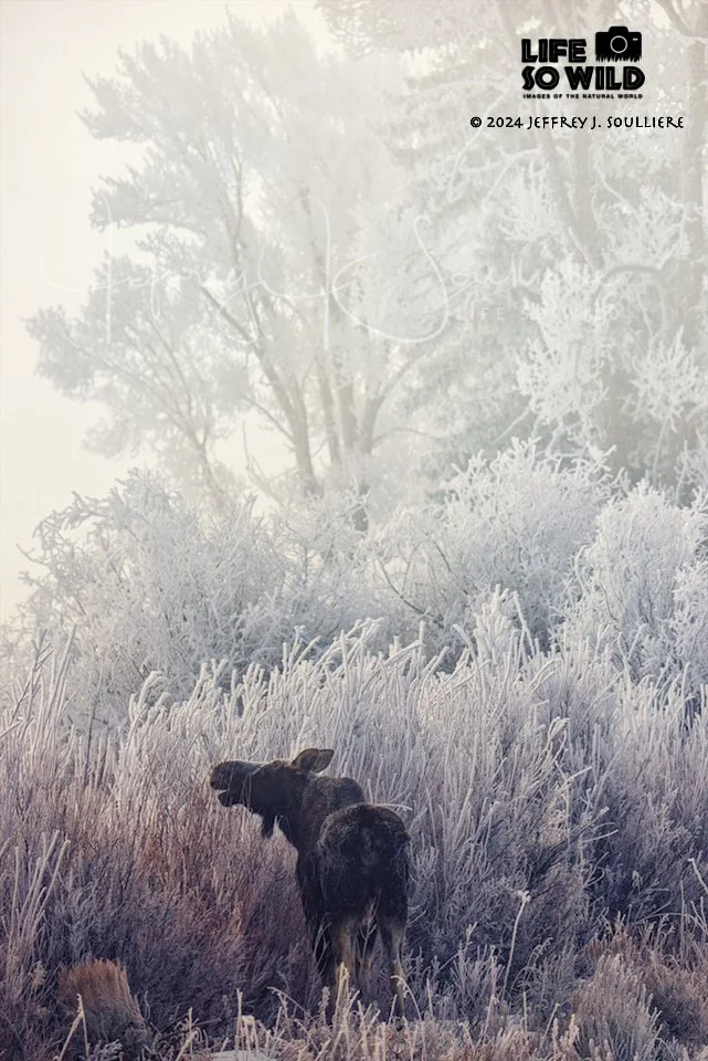 44. JS5_5242 GTNP ©2024 Jeffrey J. Soulliere LSWG .jpg