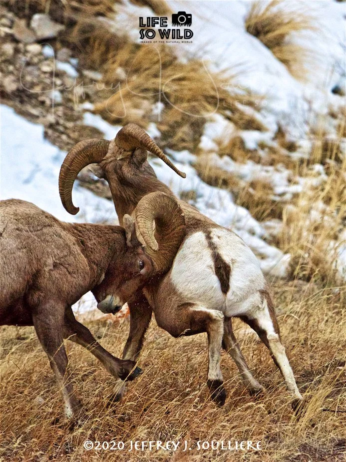 35. JS5_5954 NER ©2020 Jeffrey J. Soulliere LSWG .jpg