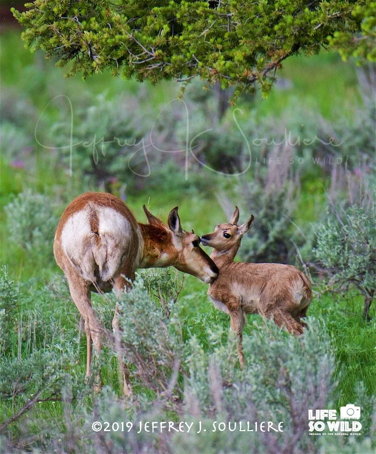 12. JS5_3321 YNP ©2019 Jeffrey J. Soulliere LSWG .jpg