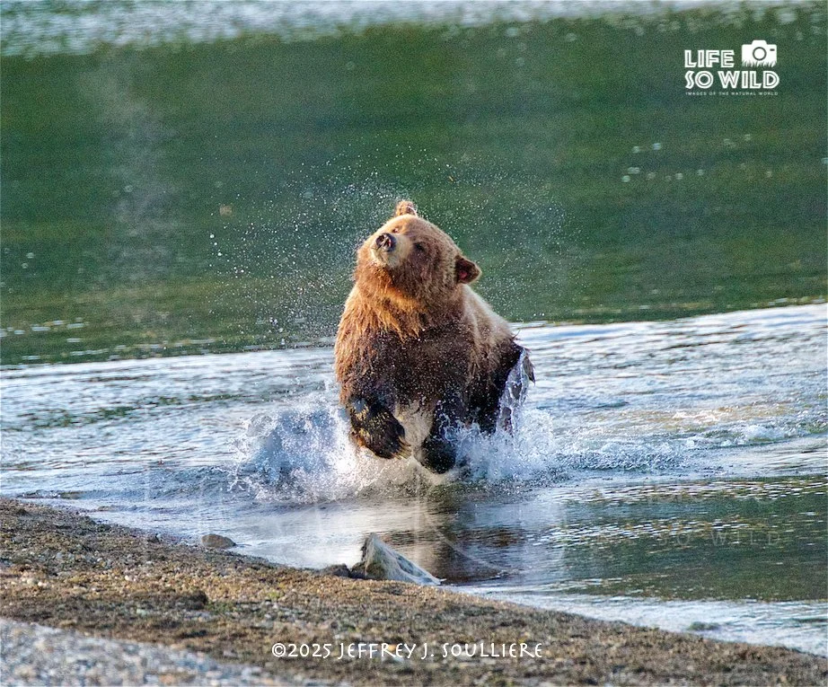 3. JS8_3501 YNP ©2025 Jeffrey J. Soulliere LSWG .jpg