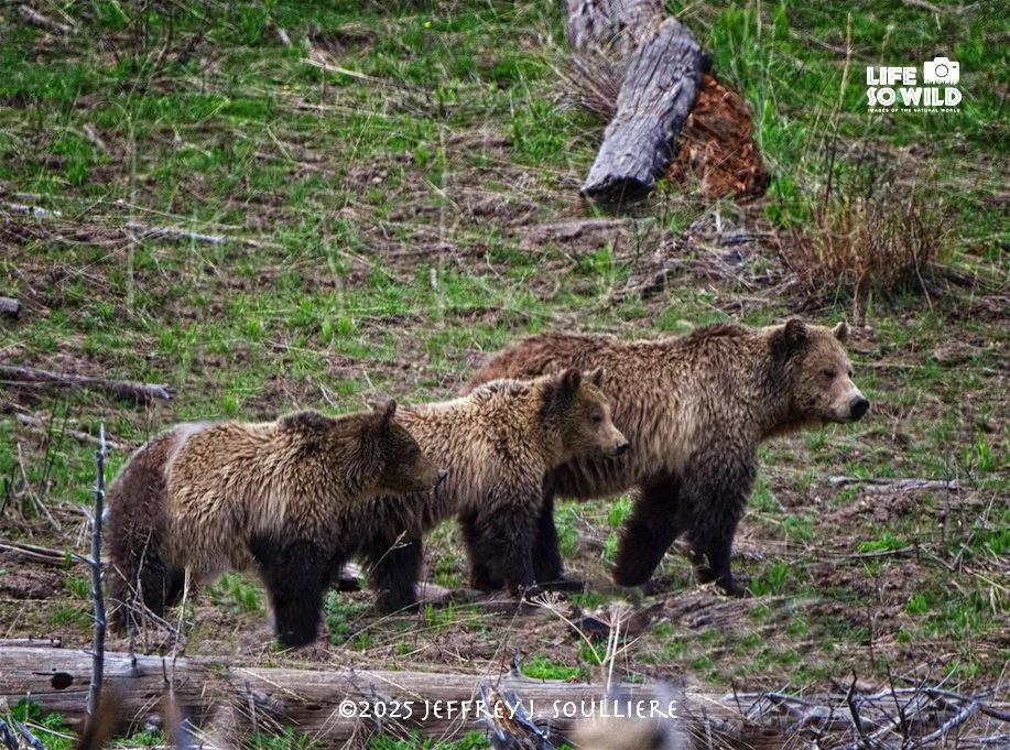 39. JS8_2376 YNP ©2025 Jeffrey J. Soulliere LSWG .jpg