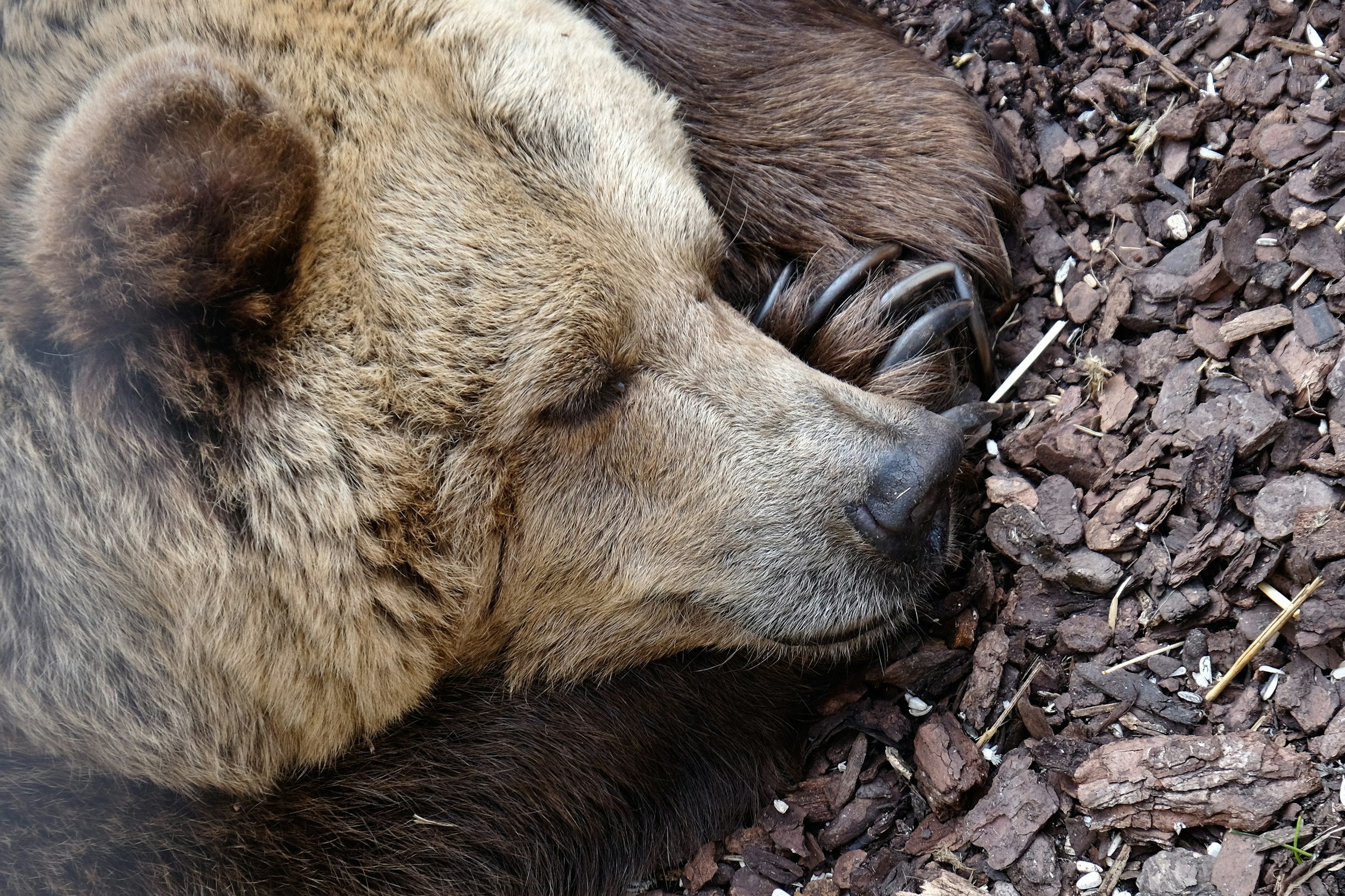 hibernating bear