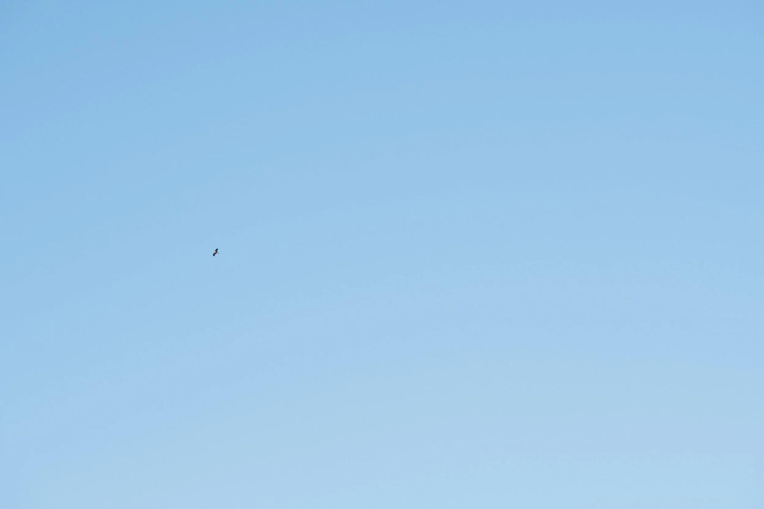 Winyama Joins Wildu Aero Project to Revolutionise Healthcare Accessibility With Drones