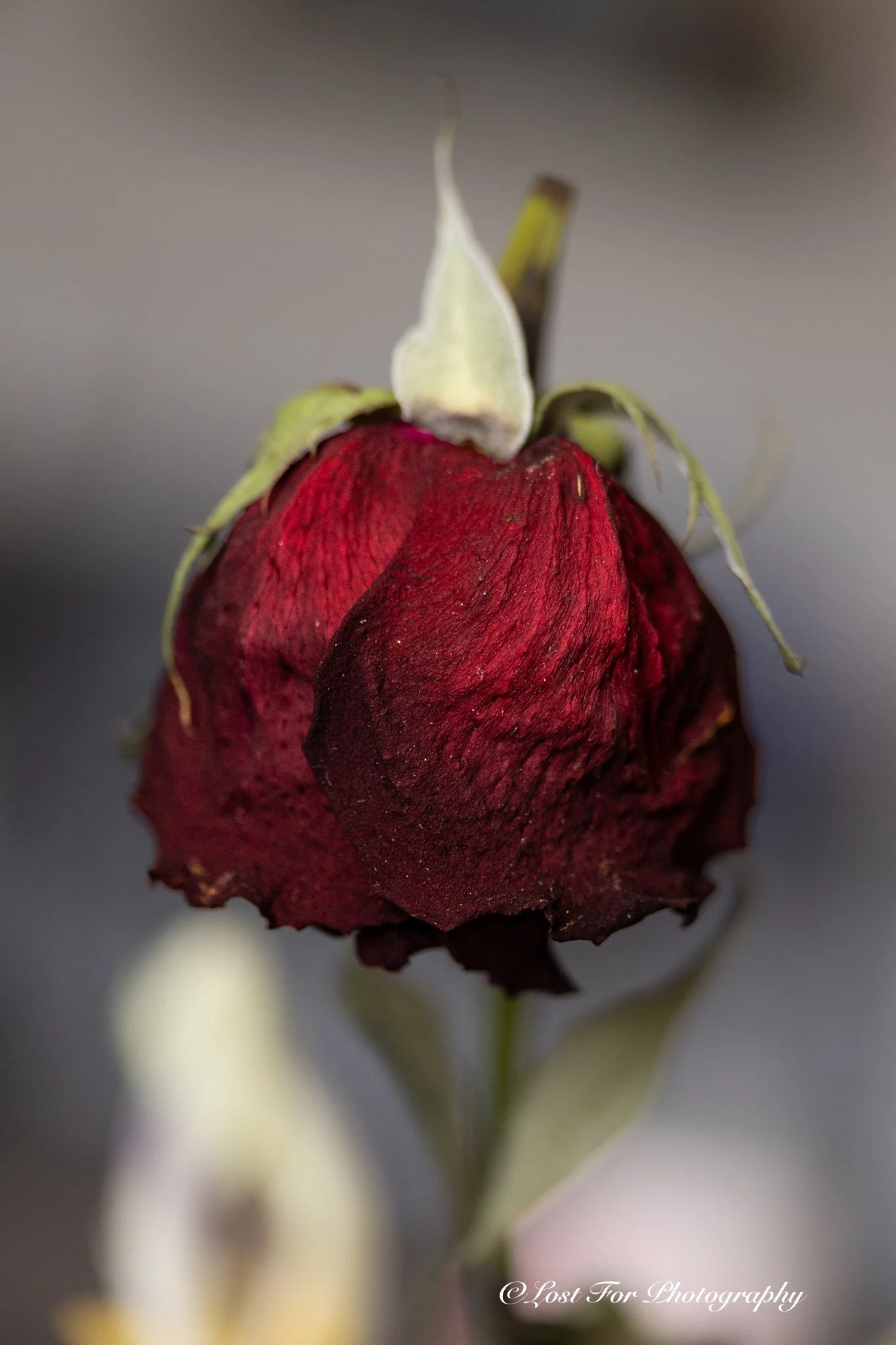Dead Rose
