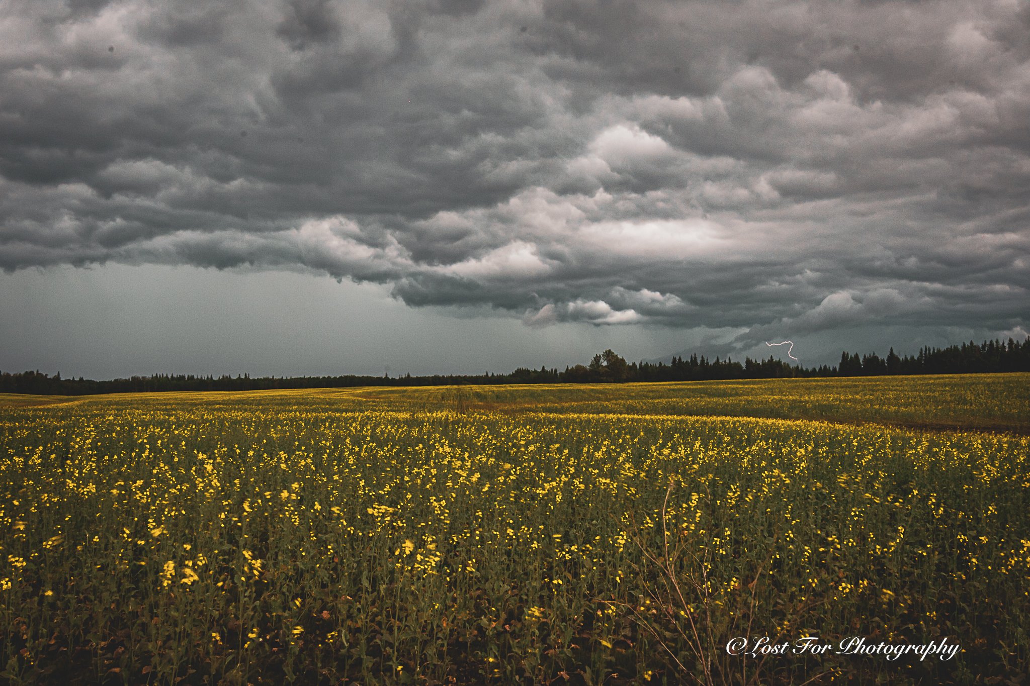 Lightning In Canola