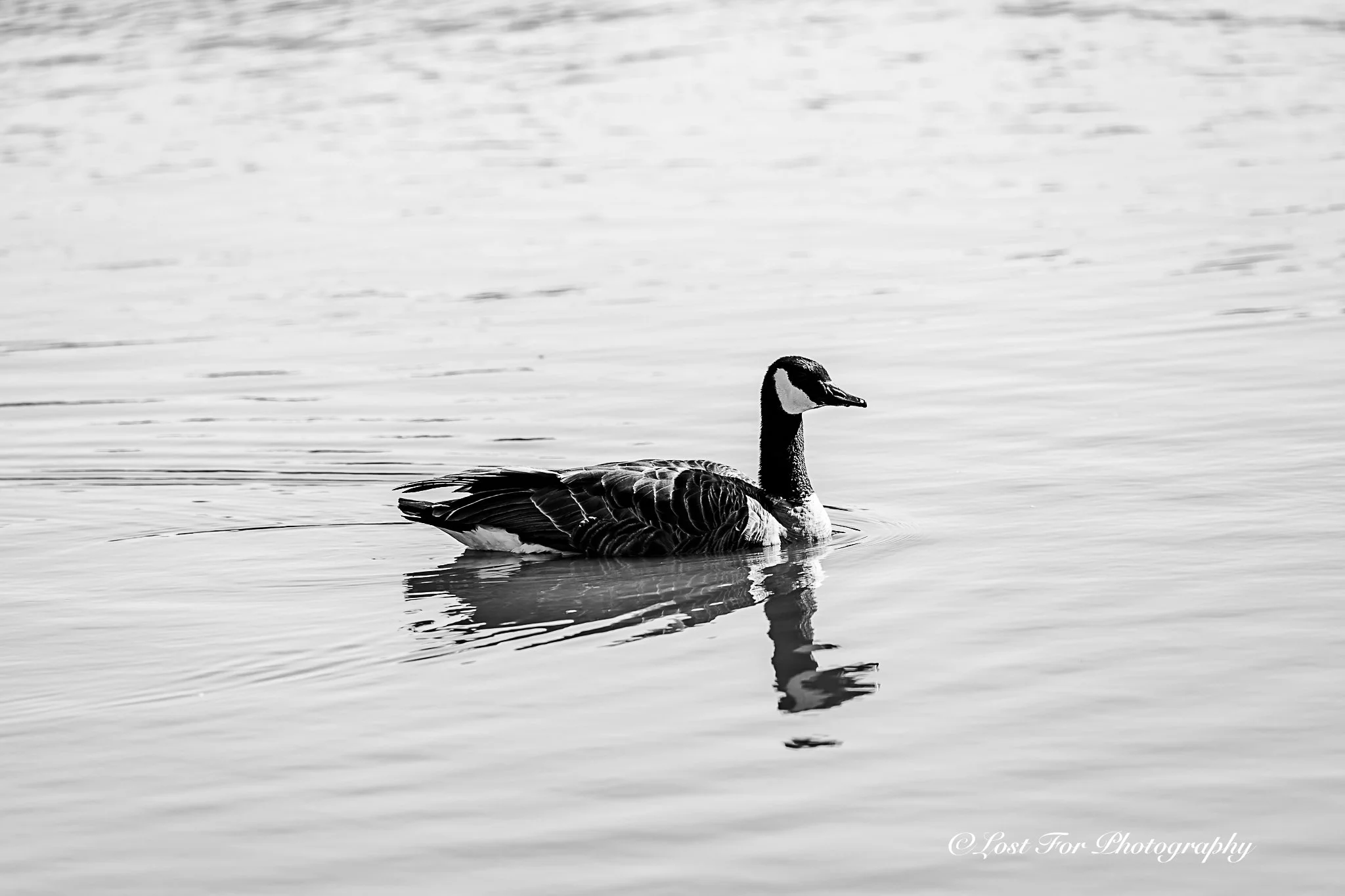 A Goose Swimming
