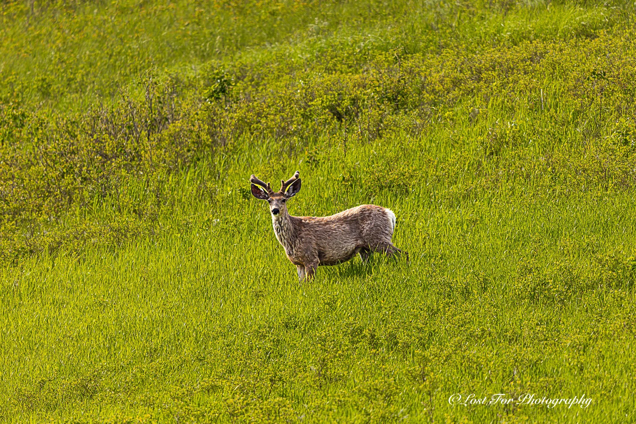 Deer Oh Deer